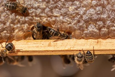 Bees in a comb producing honey, selective focus shot on bees. Stock Photos
