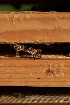 Bees in a comb producing honey, selective focus shot on bees. Stock Photos