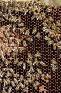 Bees in a comb producing honey, selective focus shot on bees Stock Photos