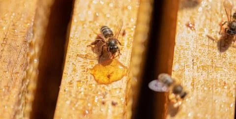 Bees in a comb producing honey, selective focus shot on bees. Stock Photos