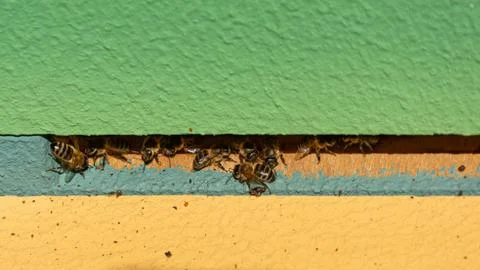 Bees in a comb producing honey, selective focus shot on bees. Stock Photos