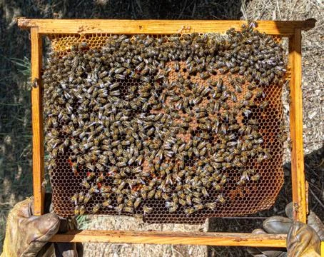 Bees in a comb producing honey, selective focus shot on bees Stock Photos