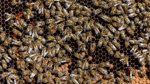 Bees in a comb producing honey, selective focus shot on bees Stock Photos