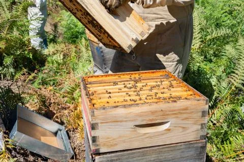 Bees in a comb producing honey, selective focus shot on bees Stock Photos