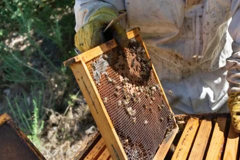 Bees in a comb producing honey, selective focus shot on bees Stock Photos