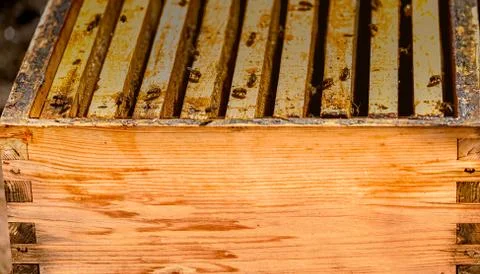 Bees in a comb producing honey, selective focus shot on bees. Stock Photos