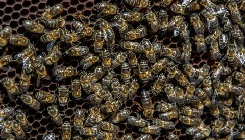 Bees in a comb producing honey, selective focus shot on bees. Stock Photos