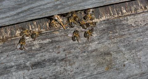 Bees in a comb producing honey, selective focus shot on bees Stock Photos