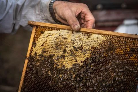 Bees on combs are working to create honey, apiary Foto stock