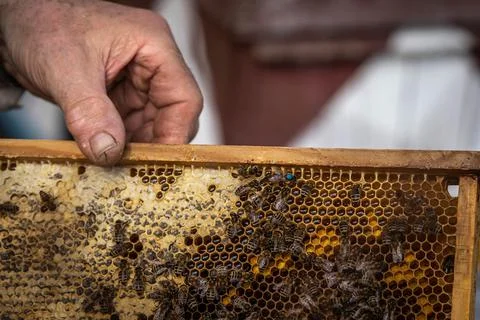 Bees on combs are working to create honey together with the queen Stock Photos