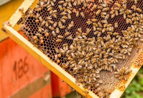 Bees in the combs in an open frame Stock Photos