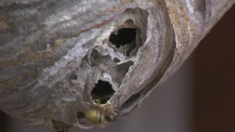Bees comes out from the nest Stock Footage 338355175