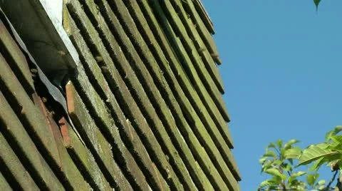 Bees coming and going from nest Stock Footage 12664644