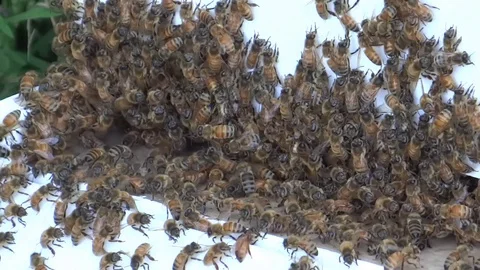 Bees Coming In and Out of the Hive Entrance Close Up Stock Footage