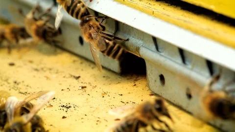 Bees coming in the beehive. Stock Footage 127139962