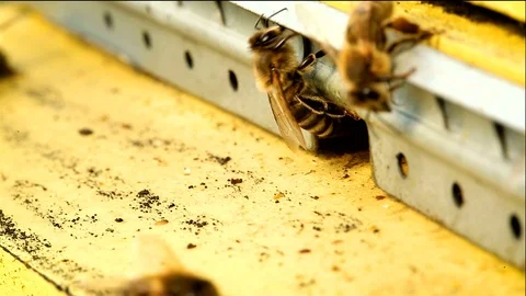 Bees coming in the beehive. 動画素材 127142226