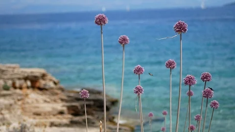 Bees coming to collect pollen pink flowers near sea Stock Footage