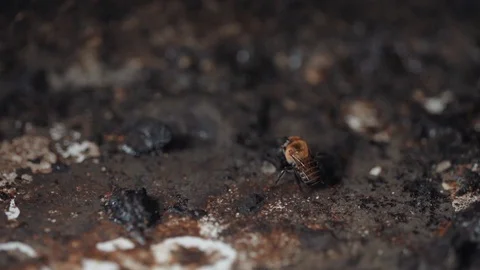 Bees coming out of a hive 2 Stock Footage 128140491