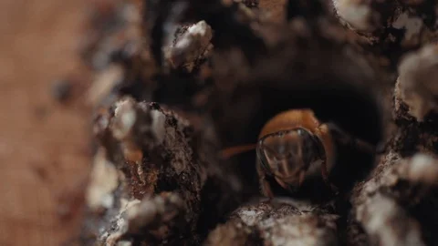 Bees coming out of a hive 3 Stock Footage 128140561