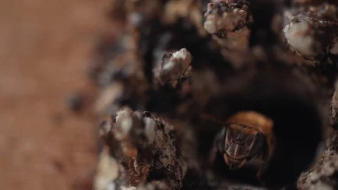 Bees coming out of a hive 4 스톡 동영상 128141265