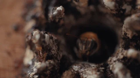 Bees coming out of a hive 5 스톡 동영상 128141282