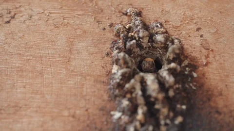 Bees coming out of a hive Stock Footage 128141512