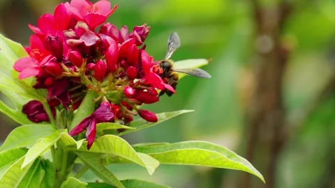Bees compete for nectar from a red flower on a clear day. Stock Footage 308688305