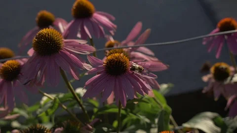 Bees on coneflower / echinacea Video stock 114994426