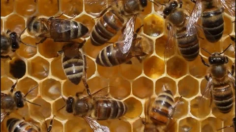 Bees convert nectar into honey Vídeos de archivo 46579297