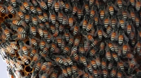 Bees convert nectar into honey Stock Footage 67250909