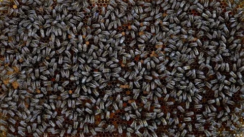 Bees convert nectar into honey Stock Footage 78128469