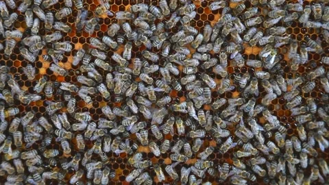 Bees convert nectar into honey Stock Footage 127702297