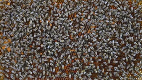 Bees convert nectar into honey Stock Footage 127702318