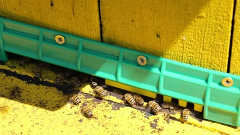 Bees cool the hive with their wings on a hot summer day Stock Footage 157124506