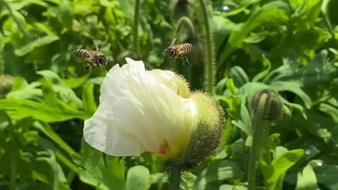 Bees on Corn Poppy Stock Footage 185529566
