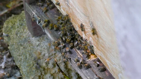 Bees in the course of a bee hive fly with pollen 스톡 동영상 123580064