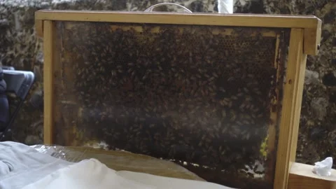 Bees covering honeycomb frame inside glass beehive display box in beekeeping Stock Footage 334317957