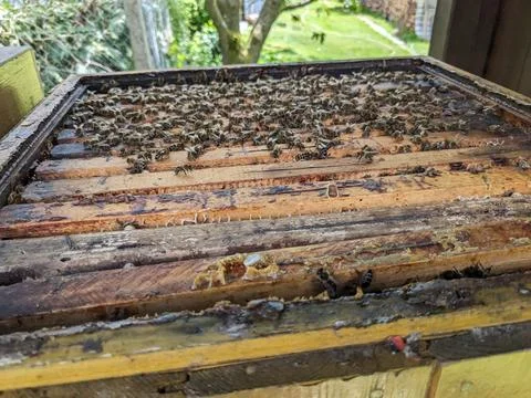 Bees covering wooden frames inside hive point of view of beekeeper inspecting Foto stock