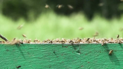 Bees crawl along the edge of the hive. Stock Footage 158679442