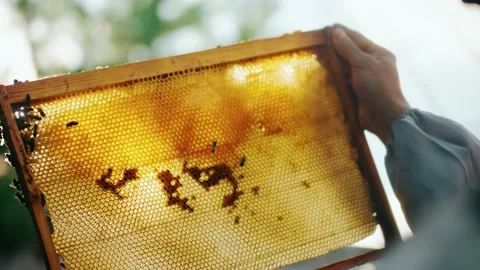 The bees crawl along the frame held by the beekeeper. Stock Footage 226344301