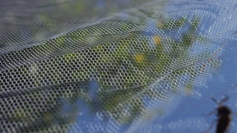 The bees crawl along the protective net. Insect protection for safety Stock Footage 167663797