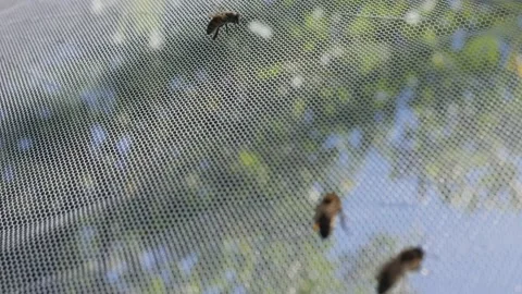 The bees crawl along the protective net. Insect protection for safety Stock Footage 169140848