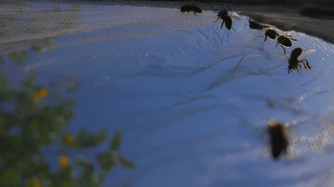 The bees crawl along the protective net. Insect protection for safety Stock Footage 171725766