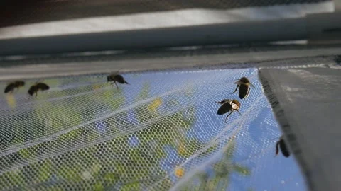 The bees crawl along the protective net. Insect protection for safety Stock Footage 172140552