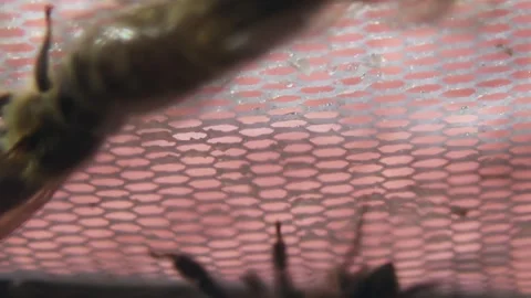 The bees crawl along the protective net. Insect protection for safety Stock Footage 252882400