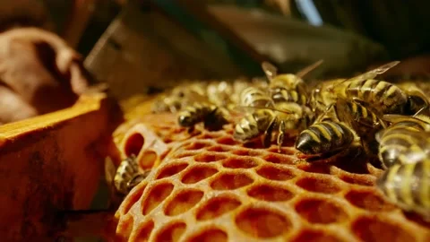 The bees crawl along the wax frame next to the hive. Stock Footage 225889409
