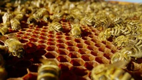 The bees crawl along the wax frame next to the hive. Stock Footage 226344344