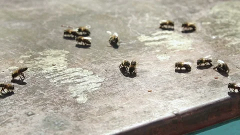 Bees crawl around on the Board Vídeo Stock 87649523