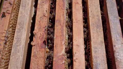 Bees crawl between honeycomb frames. Stock Footage 310760576