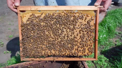 Bees crawl on a completely sealed frame with brood. Stock Footage 310436730